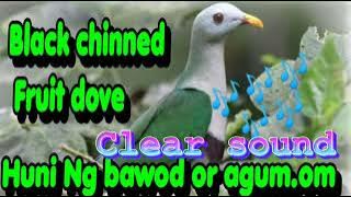 Ando/Bawod/Punai Clearsound cocok untuk speaker Bluetooth 🔊#diskartengpinoytayo #birdhunt #birds
