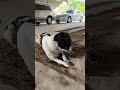 Puppy wants to sleep but interrupts by human #puppy #dog #animals #shorts