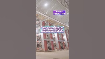 Automatic Egg Collection System #poultryequipment#eggcollection