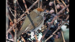 Blackcap. Кропив&#39;янка чорноголова. Sylvia atricapilla. Черноголовая славка