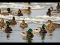 Breaking Ice Mallards and Snow Geese