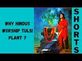 Why Hindus Worship Tulsi Plant ? || Hindu Facts #shorts