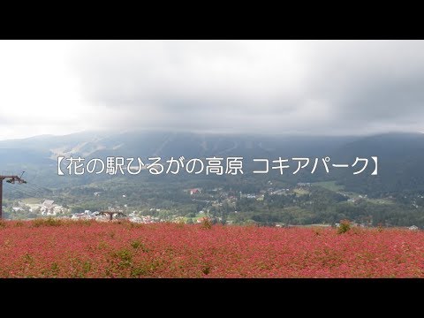 花の駅ひるがの高原 コキアパーク 岐阜県 ひるがの高原 スマートetcから 花の駅ひるがの高原 コキアパークまでの車窓 岐阜県郡上市高鷲町ひるがの Youtube