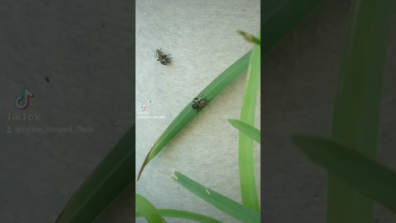 white banded jumping spider catches fly (maratus griseus) 