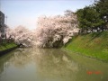 桜の花が咲く頃に