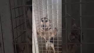 23.10.25 🆘 ОТЛОВ ГОРОДА АЛМАТЫ. КАЗАХСТАН 🆘