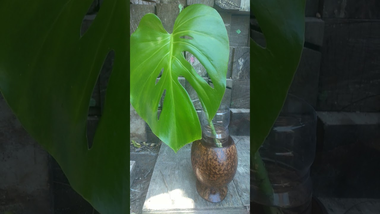  Pot  Bunga  dari  Batok Kelapa  dan nama nama Bunga  YouTube