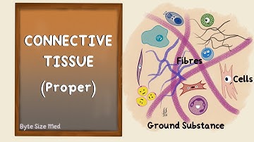 Connective Tissue | Connective Tissue Proper | Body Tissues | Human Histology
