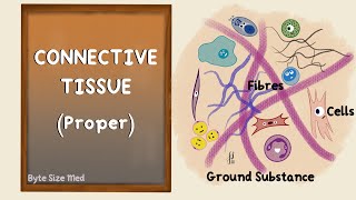 Connective Tissue | Connective Tissue Proper | Body Tissues | Human Histology