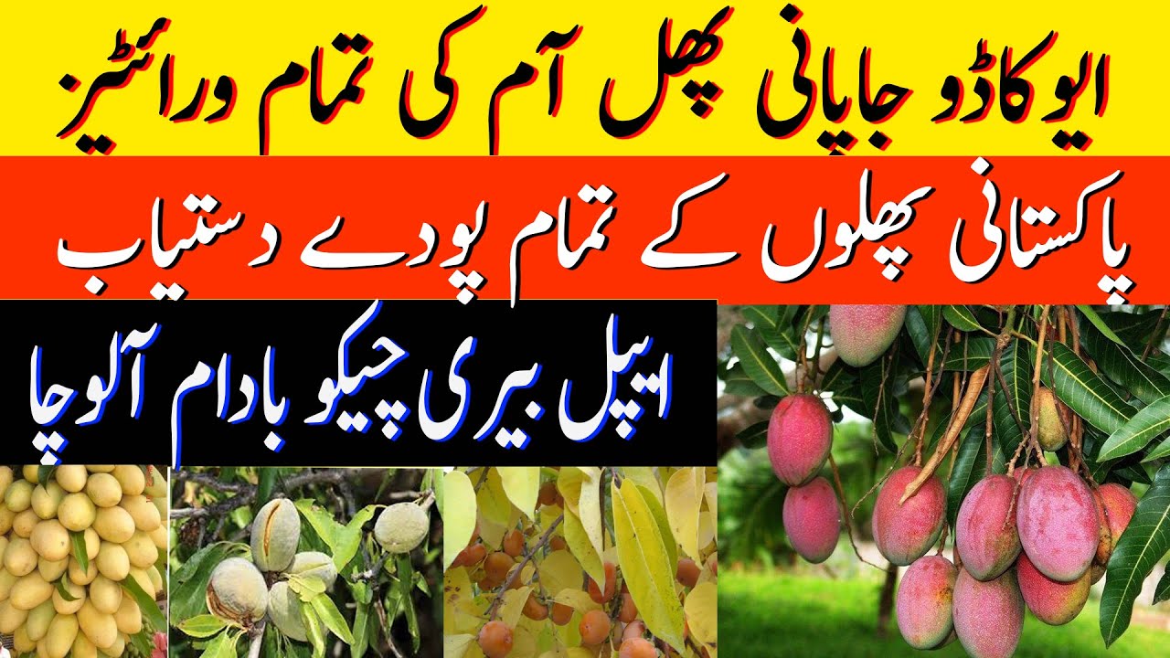 Fruit plants for gardening 2025 | mango all varieties available