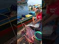 This young man is skilled at cutting tuna #fypシ゚viral #tuna_fish_cutting #talon #fishcutting