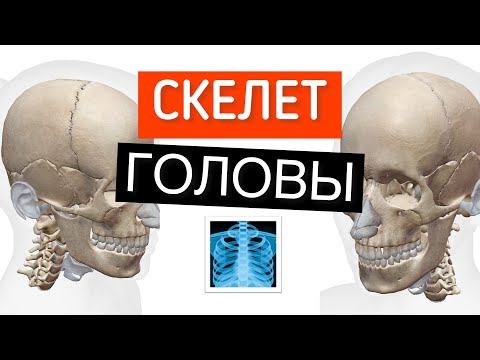 Из каких костей состоит череп человека.  Анатомия черепа головы человека  в 3Д
