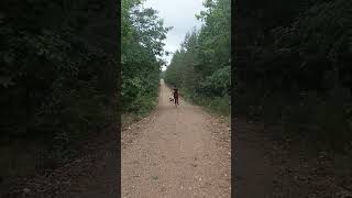 Tango's English Springer Spaniels