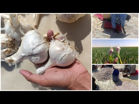 زراعة وإنتاج الثوم كيفية تجهيز الأرض وإضافة الأسمدة ومعدل التقاوي م إيهاب التمامي