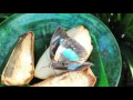 Ref:xwbFIS_NbHw La volire des papillons exotiques du chteau de goulaine