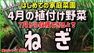 【4月に植付け・７月から収穫できるネギを定植してみた】