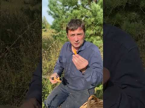 Эти грибы можно есть сырыми