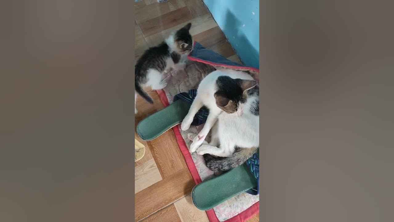 patience of a mother with Cat Mastitis. YouTube