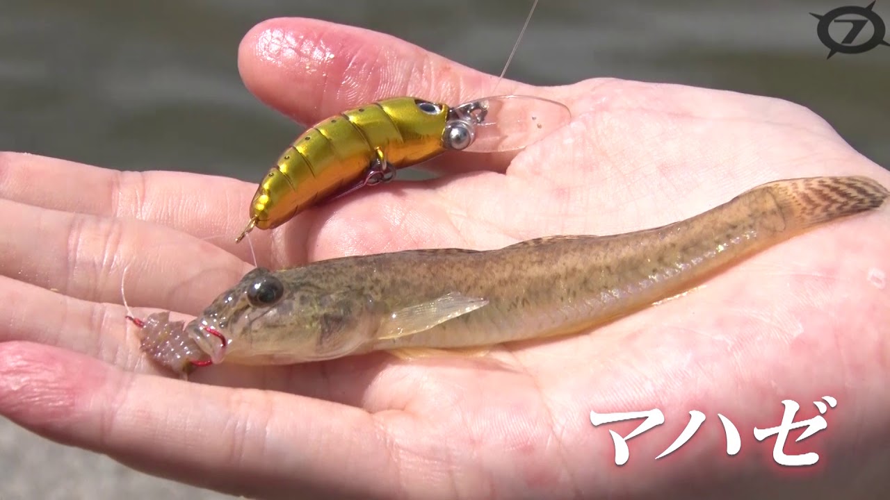 ハゼイモラs35 ダイワの特殊ハゼクランク系ルアーを紹介 エサも付けられるハイブリッドルアー 釣りの総合ニュースサイト Lurenewsr ルアーニュース アール