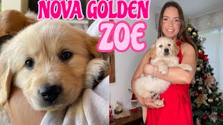 Primeiros dias com um GOLDEN RETRIEVER FILHOTE | ZOE  #golden #filhotes #primeirosdias