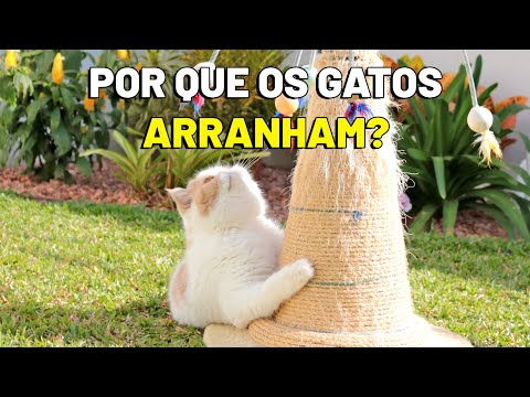 Vídeo: Nós não estamos brincando: cabra Yoga é uma coisa e não poderíamos estar mais felizes