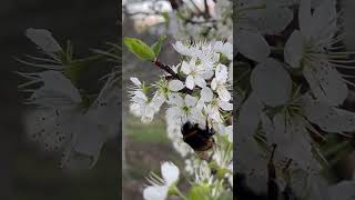 Busy Bumblebee at Work 🐝 #flyinginsects