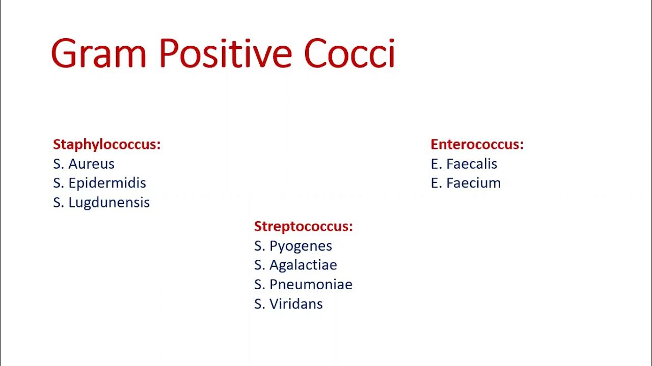 How to pronounce Gram +ve Cocci. Staphylococcus, Streptococcus and