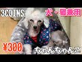 【3COINS】犬・猫兼用ちゃんちゃんこを紹介したい！トイプードル！300円は安くない？【スリーコインズ】