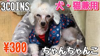 【3COINS】犬・猫兼用ちゃんちゃんこを紹介したい！トイプードル！300円は安くない？【スリーコインズ】