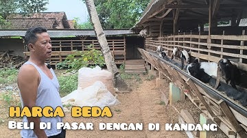 Thumbnail of MS Farm: Mengapa Harga kambing Jawa Randu di Pasar dengan Di Kandang Beda?