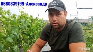 ПРОДАЖА САЖЕНЦЕВ ВИНОГРАДА