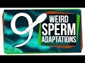 9 of the Weirdest Sperm Adaptations