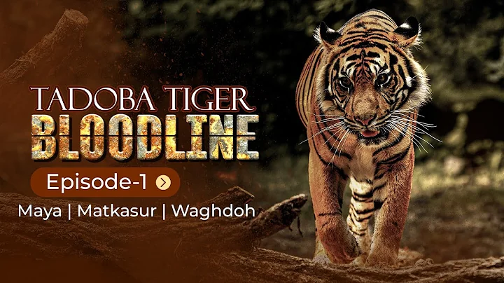 BLOODLINE OF TADOBA TIGERS | MAYA TIGRESS | MATKASUR | WAGHDOH | EP-1 | TADOBA TIGER RESERVE FOREST