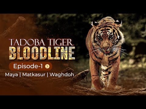 Vidéo: Parc national et réserve de tigres de Tadoba : le guide complet