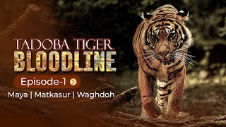 BLOODLINE OF TADOBA TIGERS | MAYA TIGRESS | MATKASUR | WAGHDOH | EP1 | TADOBA TIGER RESERVE FOREST