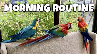 IBONG MAKUKULIT! Morning routine namin sa bahay grabe sobrang kalat! (MACAW PARROTS) | Murillo Bros