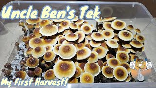 Uncle Ben's Tek: Inexpensive Way to Grow Mushrooms (My First Harvest)