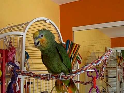 orange-winged-amazon-parrot-whistles