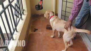 #20 | Dog Poop Scooper | Pet Waste Potty Picker | Age of Puppy 146 Days | Bruno | Labrador
