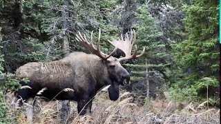 Big Bull Moose Steals Cows from a Smaller Bull
