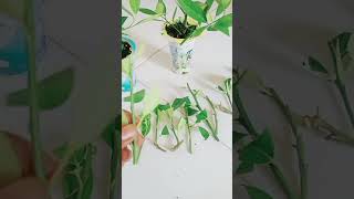 Trik Perbanyak Tanaman Jeruk Dengan Cara Stek