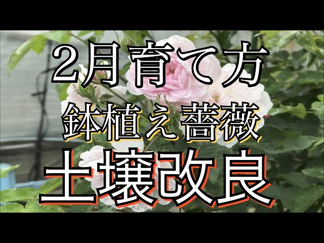 2月薔薇育て方 土壌改良 土替え Longing Love Youtube 2月薔薇育て方 土壌改良 土替え Longing Love Youtube