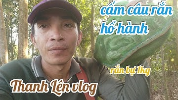 Cấm câu rắn hổ hành quá đã chúng mánh dính rắn bự #thanhlenvlog