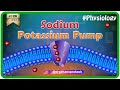 Sodium potassium pump animation