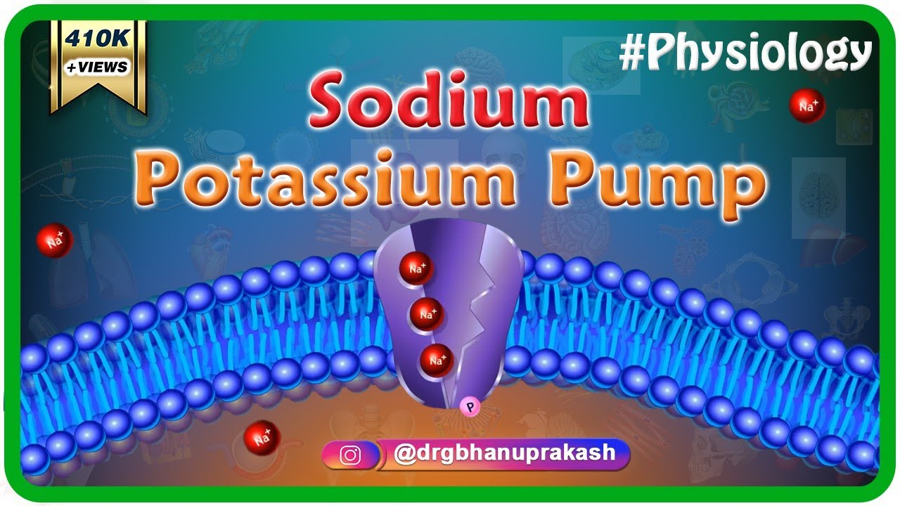 Sodium potassium pump animation