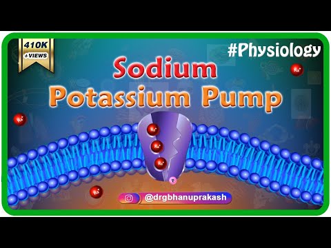 Video: Ano ang pump cell membrane?