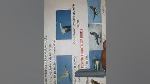 Class 3rd Evs ch = 7 (The world of bird)