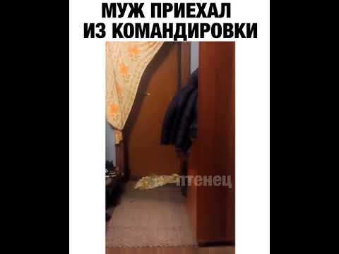 Встреча после долгой разлуки с собакой