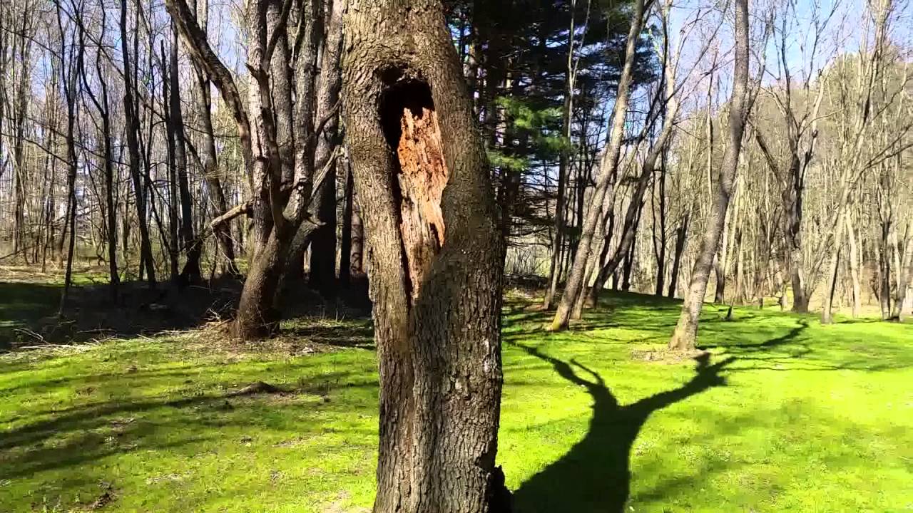 Hazardous, Dangerous Tree take down - YouTube