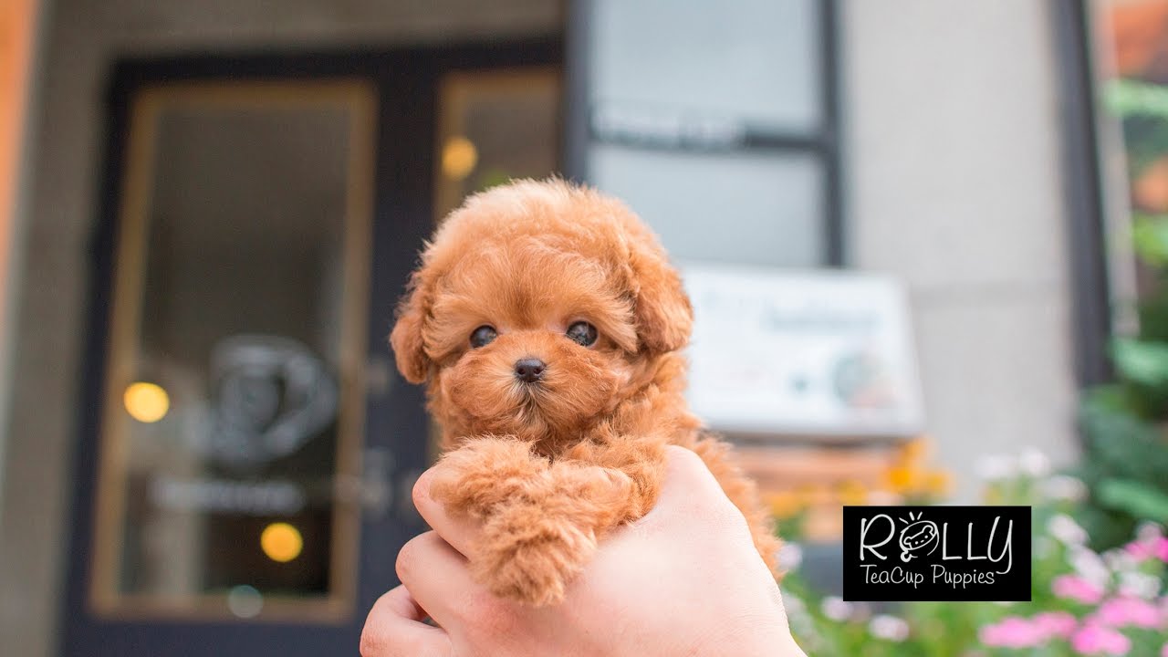 teacup teddy bear poodle